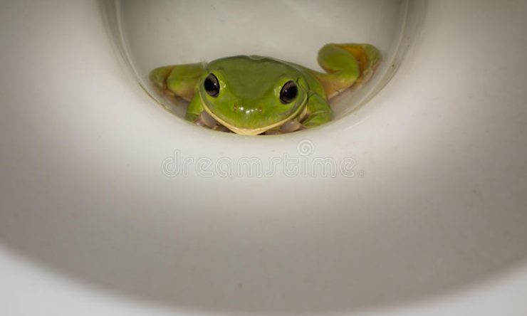 “There’s a frog in the toilet!”