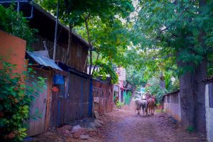 alley-horses-walking-costa-rica-tamarindo-photo-art
