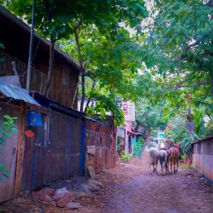 alley-horses-walking-costa-rica-tamarindo-photo-art