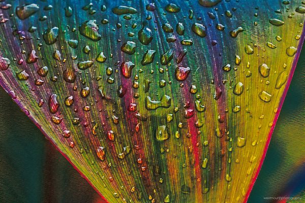 costa-rica-plants-leaf-dew-rain-art-photography