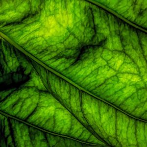leaf-trees-costa-rica-green-art-photos