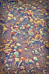 shells-costa-rica-beach-ocean-tamarindo-photos-art