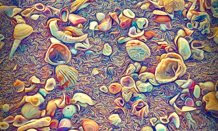 Sea Shells on Tamarindo Beach