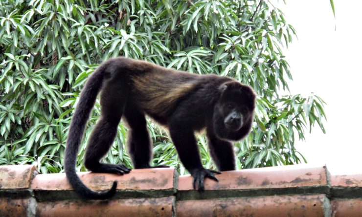 Have the monkeys left Tamarindo?
